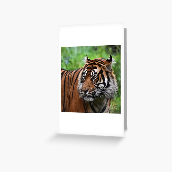 Artikel-Vorschau von Tiger, designt und verkauft von noahjpphotos.
