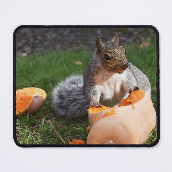 Item preview, Lunch for a Grey Squirrel designed and sold by lynn carter.