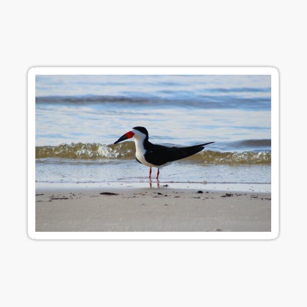 Coastal Bird Sticker