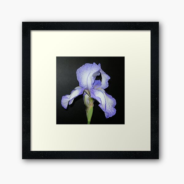 Item preview, Purple and White Iris in Profile designed and sold by Kathleen Brant.