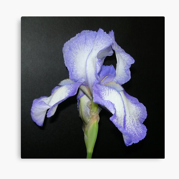 Item preview, Purple and White Iris in Profile designed and sold by Kathleen Brant.