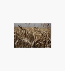 Corn Field Art Board Print