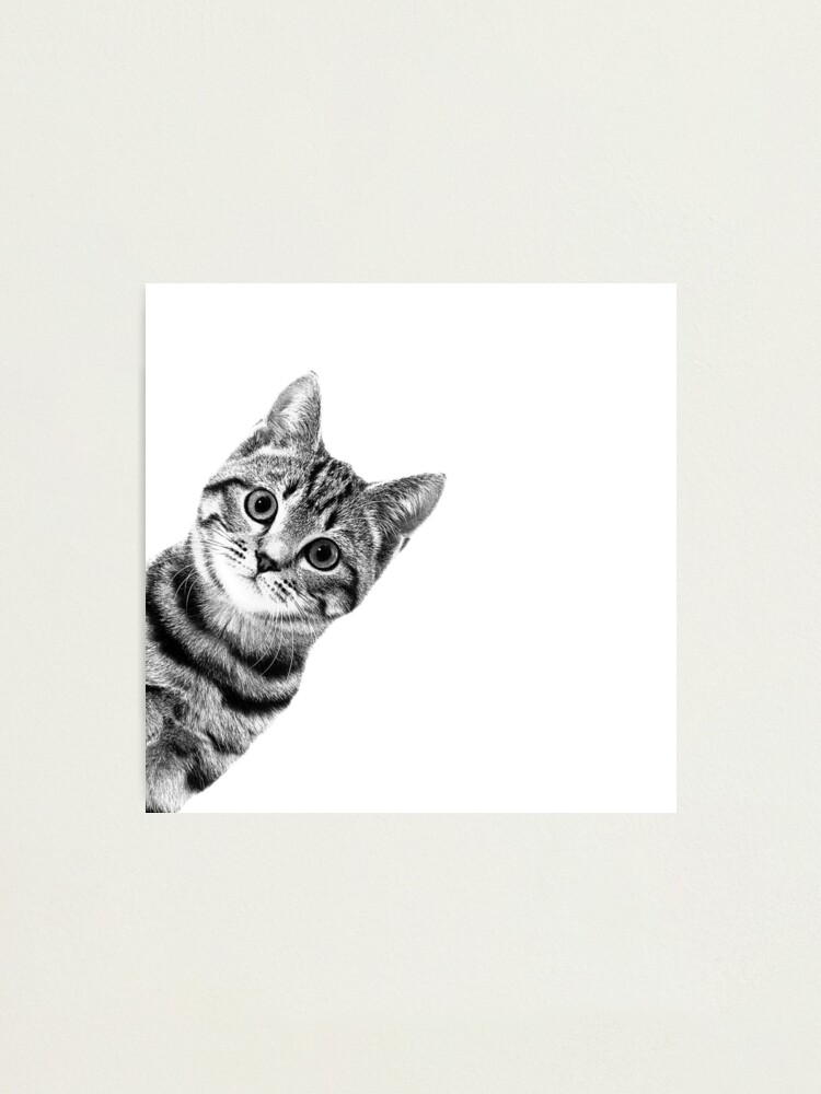 Funny Sneaky Cat Photographic Print for Sale by famousartwork