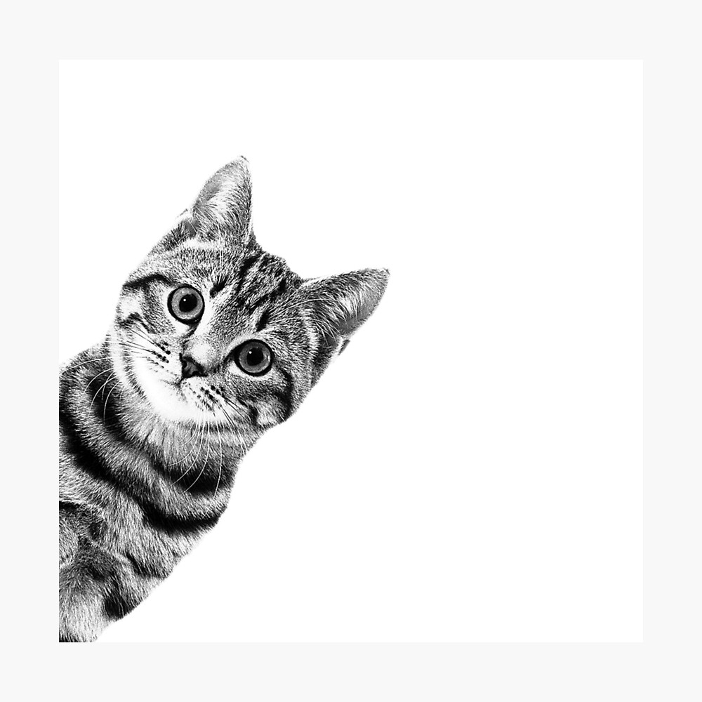 Funny Sneaky Cat Photographic Print for Sale by famousartwork
