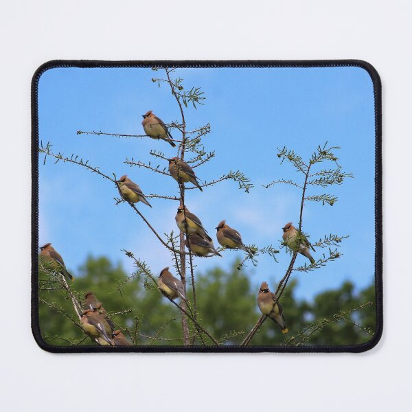 Item preview, Cedar Waxwings designed and sold by Lens2Canvas.