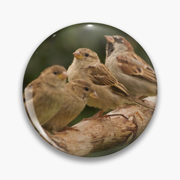 Item preview, House Sparrows designed and sold by ollygriffin.