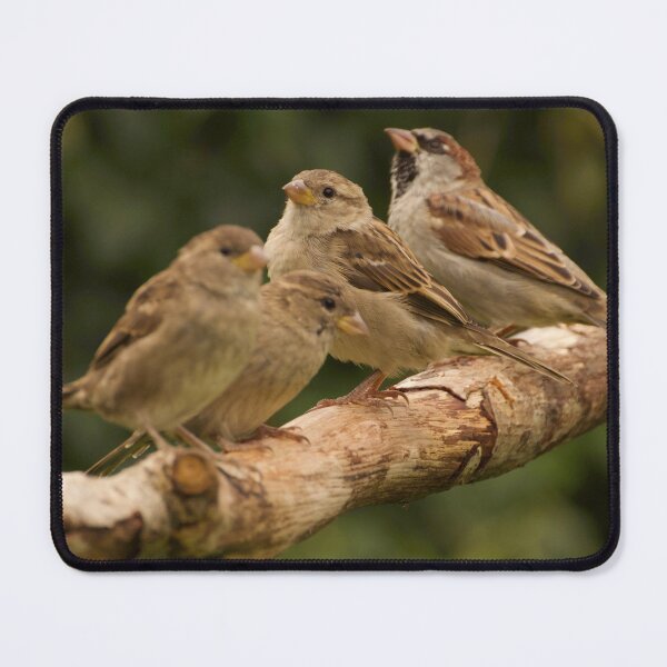 Item preview, House Sparrows designed and sold by ollygriffin.