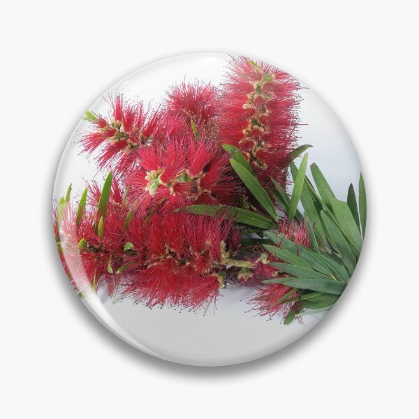 Item preview, Isolated Bouquet of Red Bottlebrush flowers. designed and sold by sunnypicsoz.