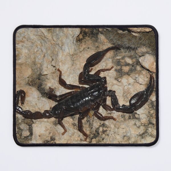 Item preview, Big Bend Scorpion Print designed and sold by Paul-Prints.