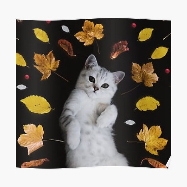 Cat With Attitude Posters  Redbubble