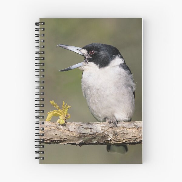 Item preview, Grey Butcherbird Calling designed and sold by Kim Wormald  ~  lirralirra.