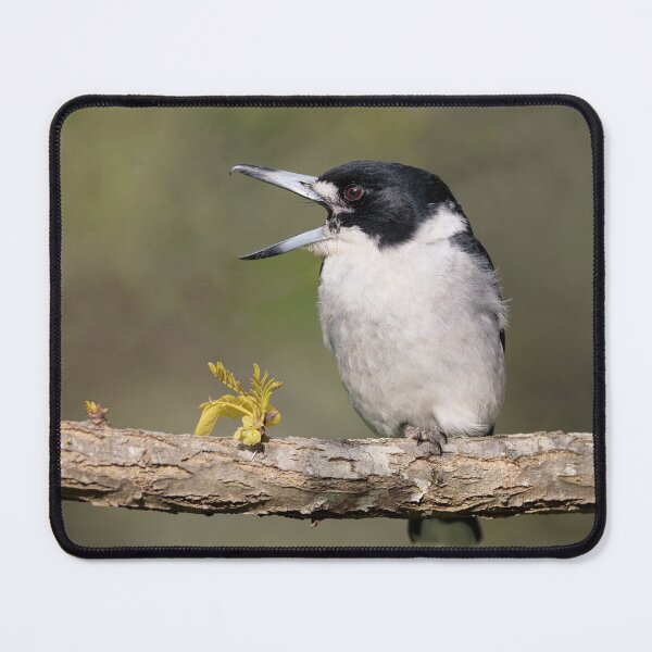 Item preview, Grey Butcherbird Calling designed and sold by Kim Wormald ~ lirralirra.