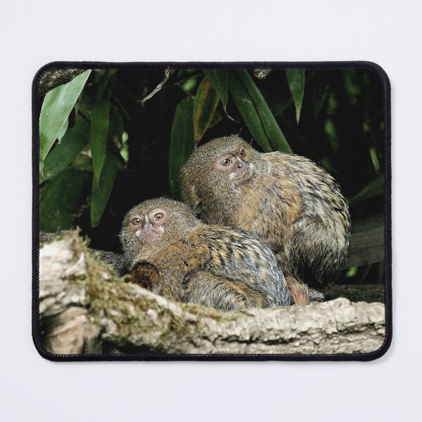 Item preview, r965 / New Finition 2021 " Petit Singe "  Ouistiti Pygmée  " le Duo " (h)  Olavia-Olao Okaio Créations designed and sold by o.okaïo.
