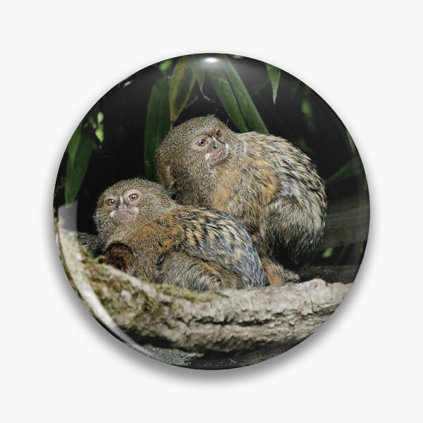 Item preview, r965 / New Finition 2021 " Petit Singe "  Ouistiti Pygmée  " le Duo " (h)  Olavia-Olao Okaio Créations designed and sold by o.okaïo.