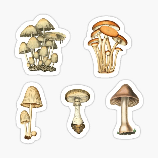 Item preview, Five Mini Mushrooms | Vintage Fungi Illustration | Vol. 3  designed and sold by KnightandMoon.