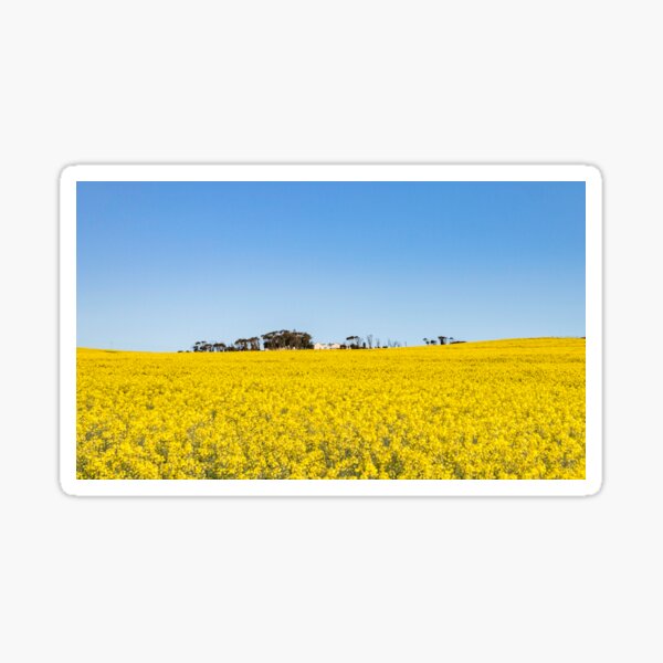 Item preview, Canola Field designed and sold by Roxanne du Preez.