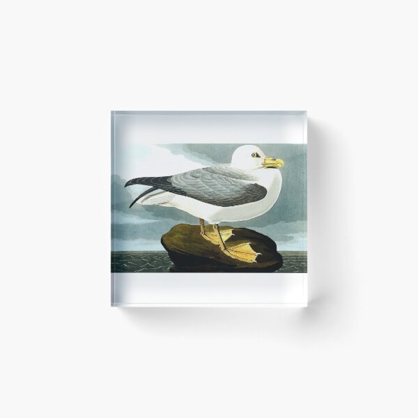 Item preview, Amazing image of a sea gull perched on a rock designed and sold by mrtom414.