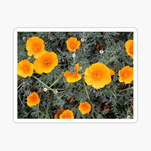 California Poppy (Eschscholzia californica) from A Gardener's Notebook Sticker