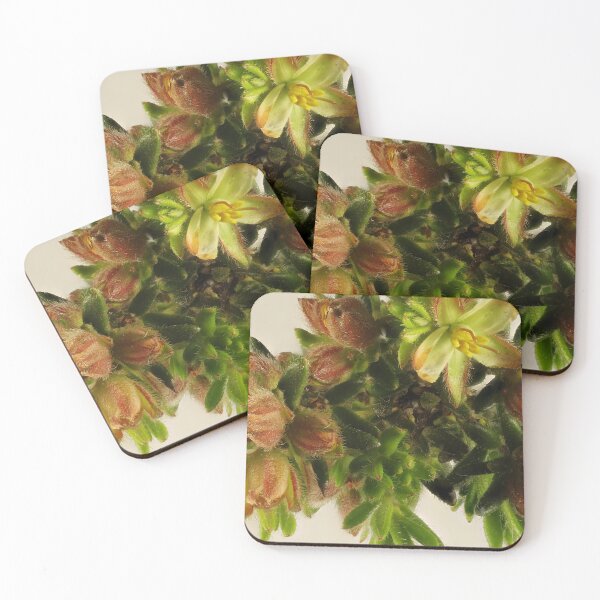 Item preview, Silky Guinea-Flower (Hibbertia sericea), South Australian native plant designed and sold by NanaRusty.