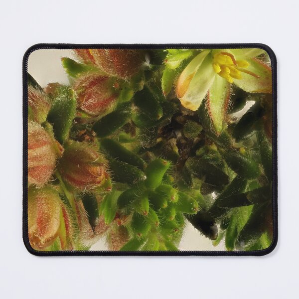 Item preview, Silky Guinea-Flower (Hibbertia sericea), South Australian native plant designed and sold by NanaRusty.