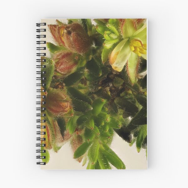 Item preview, Silky Guinea-Flower (Hibbertia sericea), South Australian native plant designed and sold by NanaRusty.
