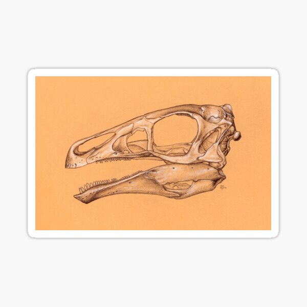 Erlikosaurus Skull Sticker