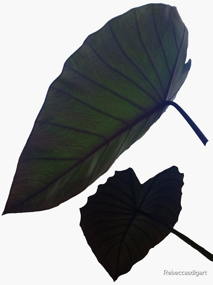 "Black colocasia, black beauty, elephant ears" Sticker for Sale by