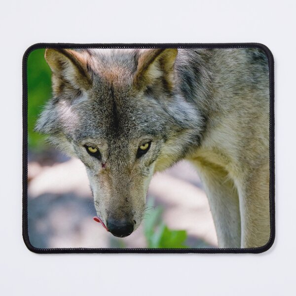 Item preview, Gray Wolf designed and sold by Michael Cummings.
