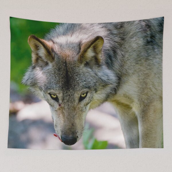 Item preview, Gray Wolf designed and sold by Michael Cummings.