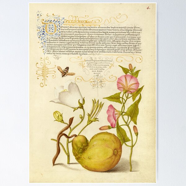Item preview, Naturalist Manuscript Vegetable, Flowers and Insect Illumination: Fly or Blister Beetle, Willow Bellflower, Gourd, and Bindweed by Joris Hoefnagel  designed and sold by Naturalist Prints.