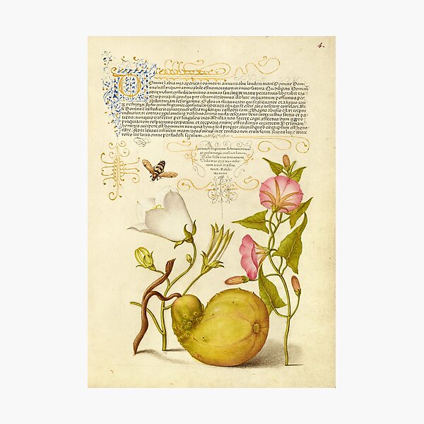 Item preview, Naturalist Manuscript Vegetable, Flowers and Insect Illumination: Fly or Blister Beetle, Willow Bellflower, Gourd, and Bindweed by Joris Hoefnagel  designed and sold by Naturalist Prints.