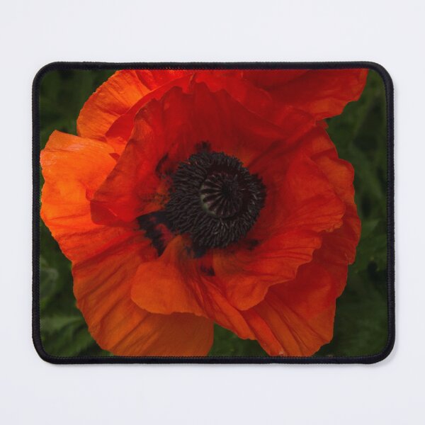Item preview, Hot Red Poppy Duet - a Vertical View designed and sold by Georgia Mizuleva.