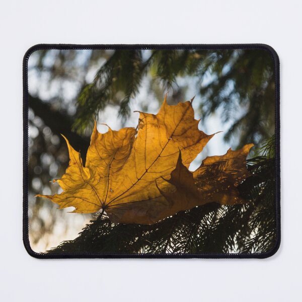 Item preview, Caught in the Needles - a Honey Colored Maple Leaf in Deep Green Conifer designed and sold by Georgia Mizuleva.