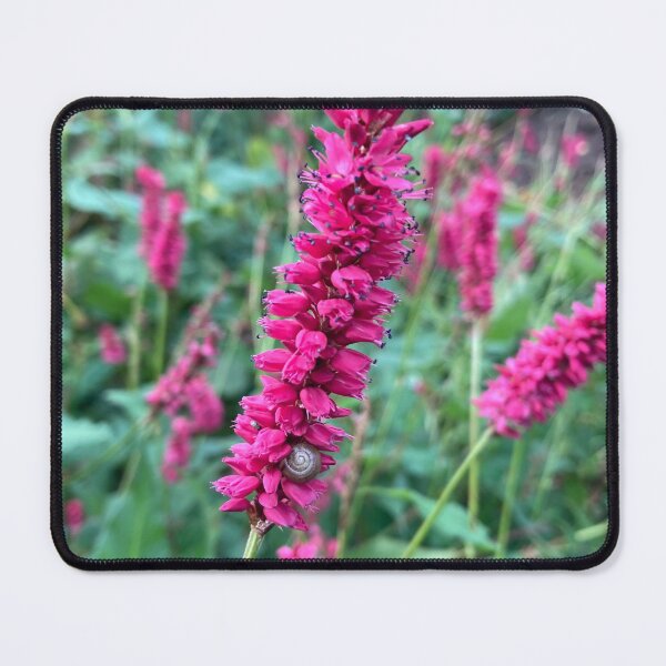 Item preview, Pink Persicaria - Firedance designed and sold by OByD.