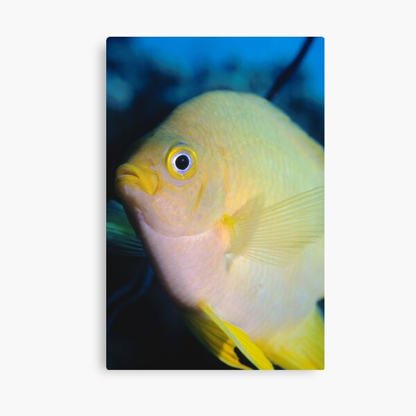 Golden Damsel, Great Barrier Reef off Cooktown, Australia Canvas Print