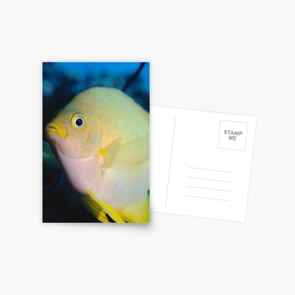 Golden Damsel, Great Barrier Reef off Cooktown, Australia Postcard
