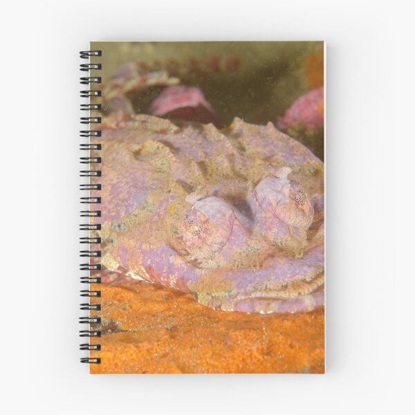 Item preview, Rock Flathead - Thysanophrys cirronasus designed and sold by Andrew Trevor-Jones.