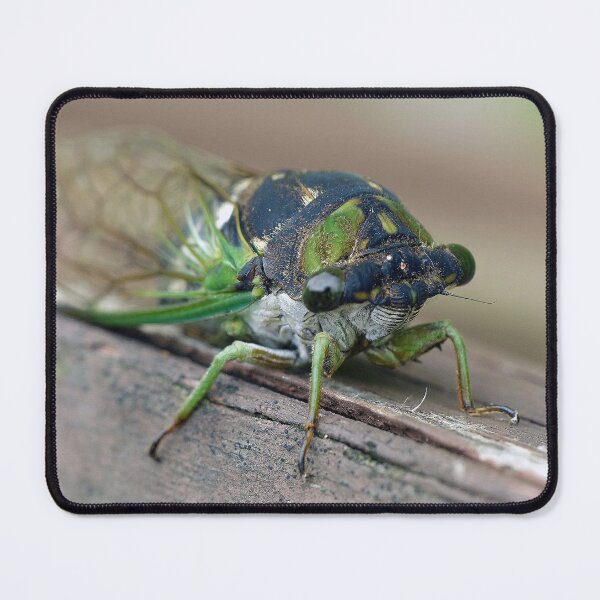 Item preview, Cicada designed and sold by Frankie Cat Photography.
