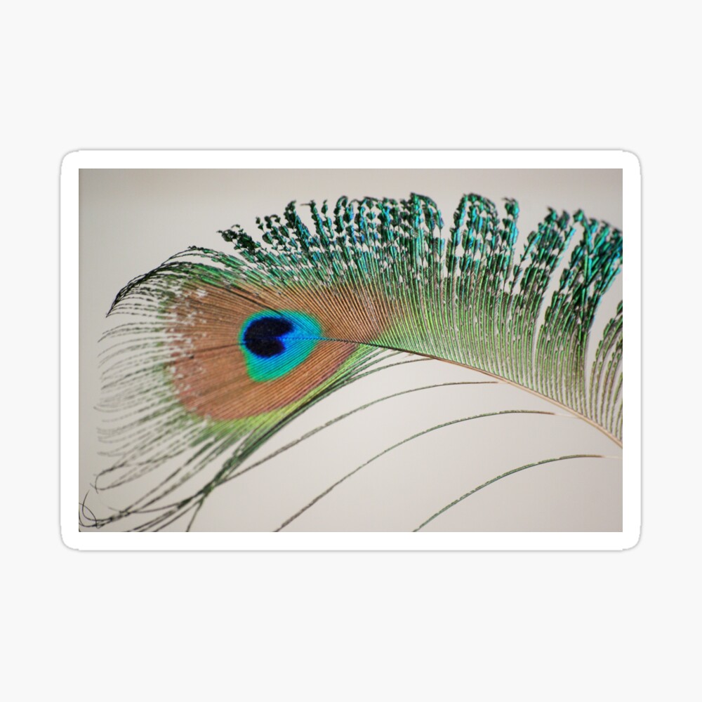 Lord Krishna peacock feather