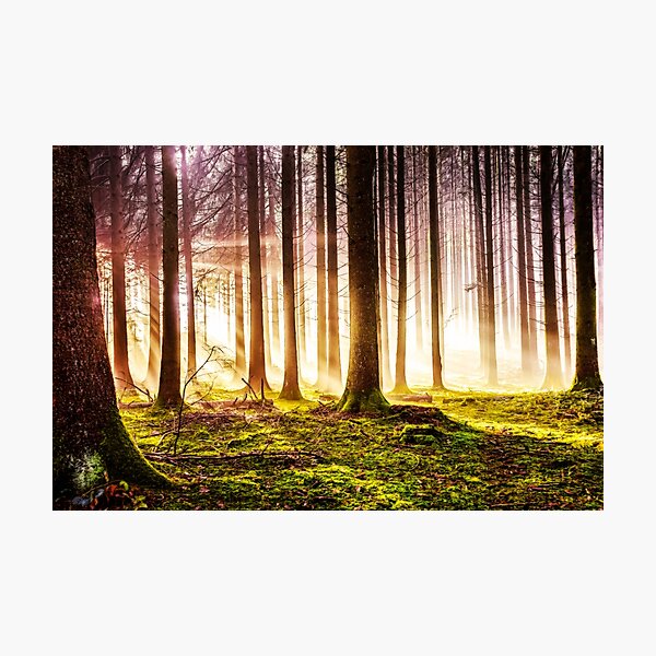 Herbstwald im Sonnenschein Fotodruck
