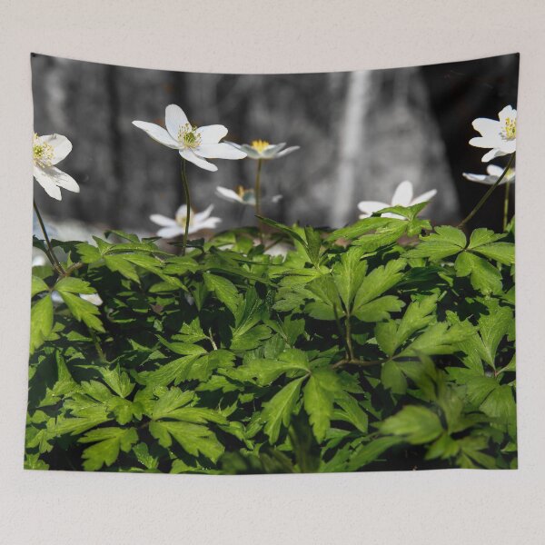 Item preview, Anemones in the forest designed and sold by Postertale.