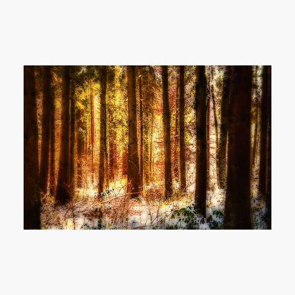 Farben im Winterwald Fotodruck