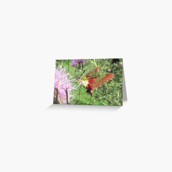 Hummingbird Moth Greeting Card