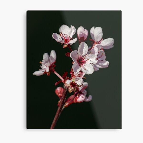 Spring Blossoms Metal Print