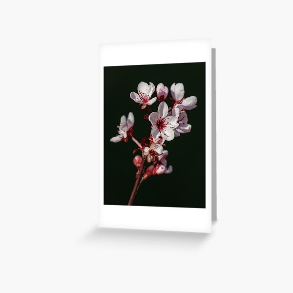 Spring Blossoms Greeting Card