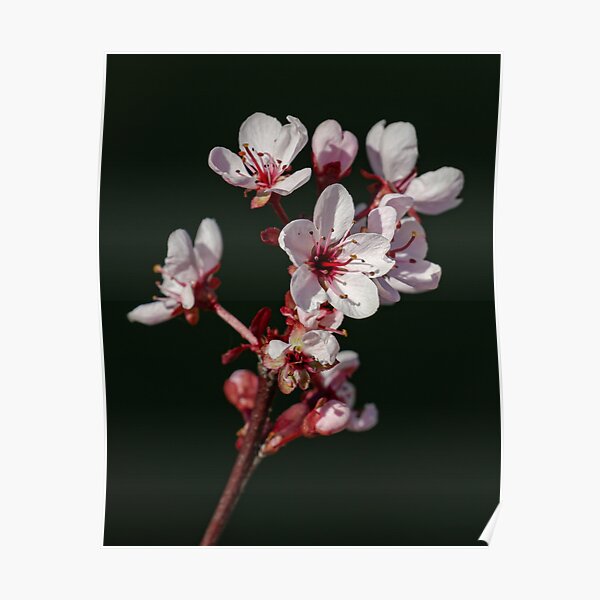 Spring Blossoms Poster