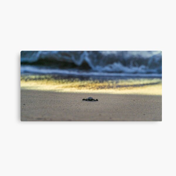 The Journey Begins Canvas Print