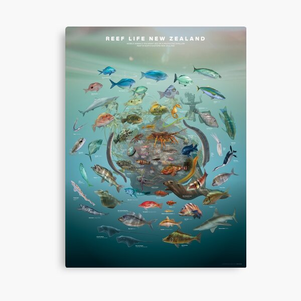 Item preview, Reef Life New Zealand designed and sold by Shaun Lee.