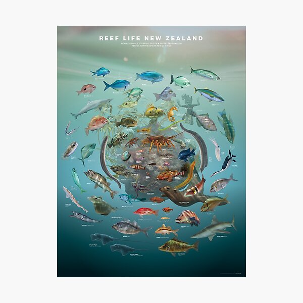 Reef Life New Zealand Photographic Print