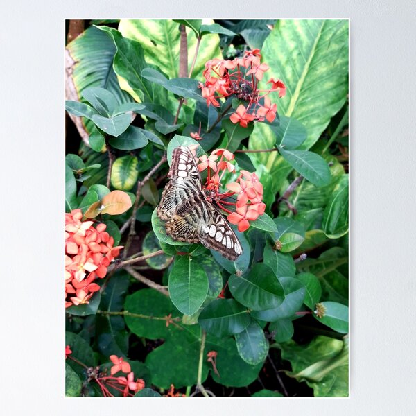 Item preview, Parthenos sylvia, the clipper butterfly on a flower wildlife  designed and sold by LukjanovArt.